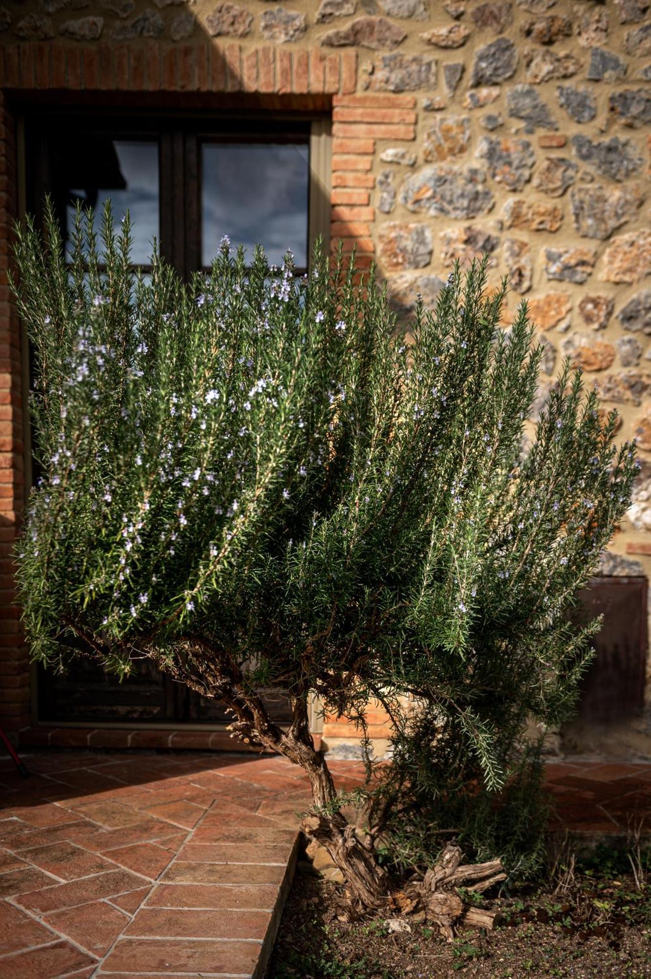Tenuta Aronne Масса-Мариттіма Екстер'єр фото